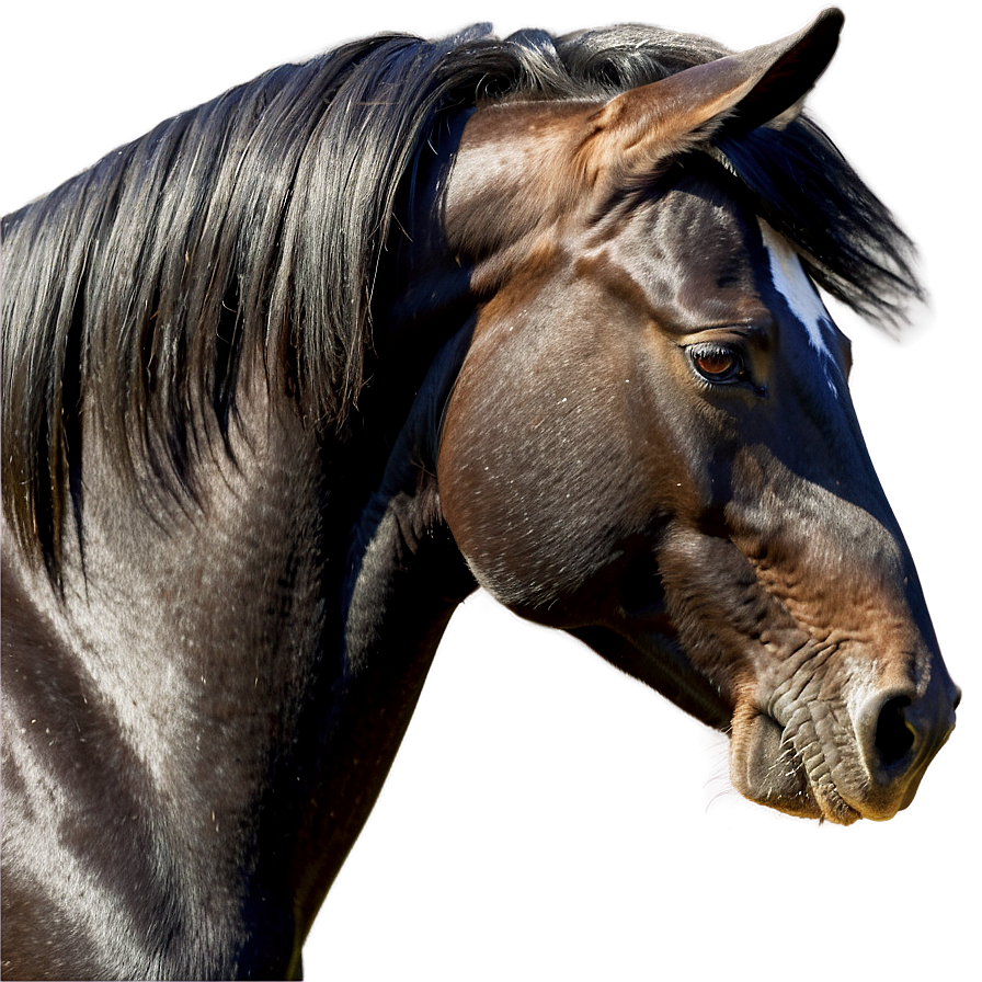 Black Horse Side Profile Png Lqy4 PNG image