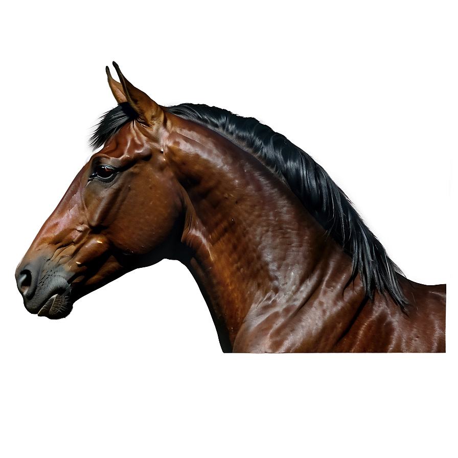 Black Horse Side Profile Png Mwv PNG image