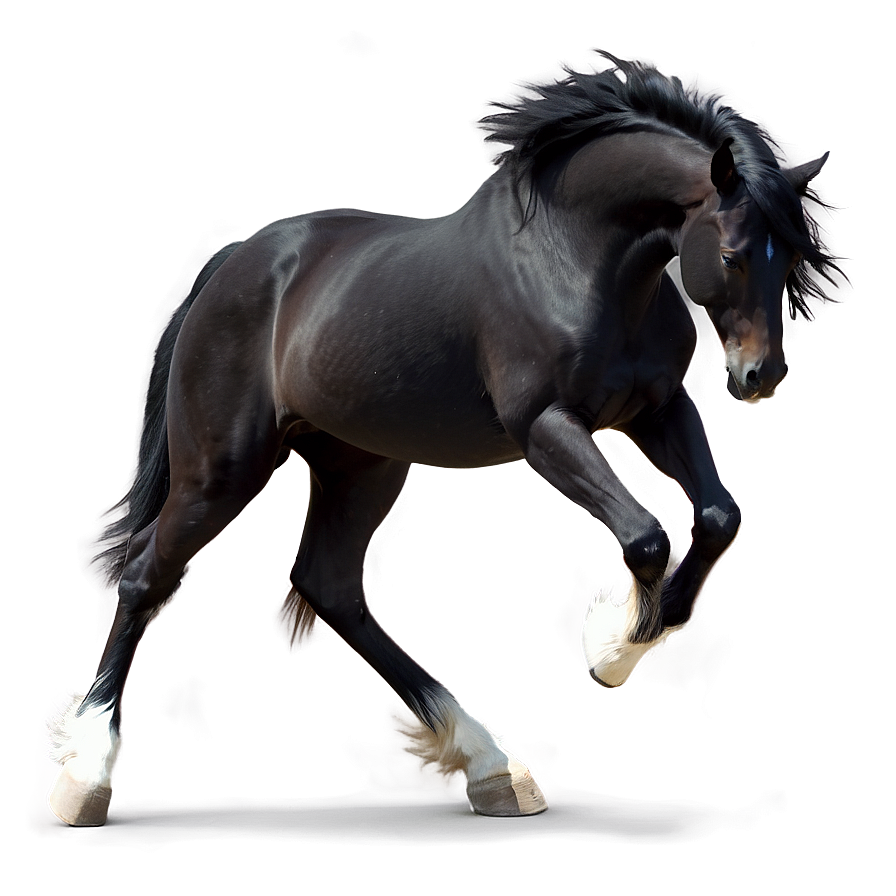 Black Horse With Feathered Hooves Png 54 PNG image