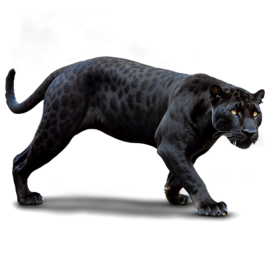 Black Jaguar Png Pmm PNG image