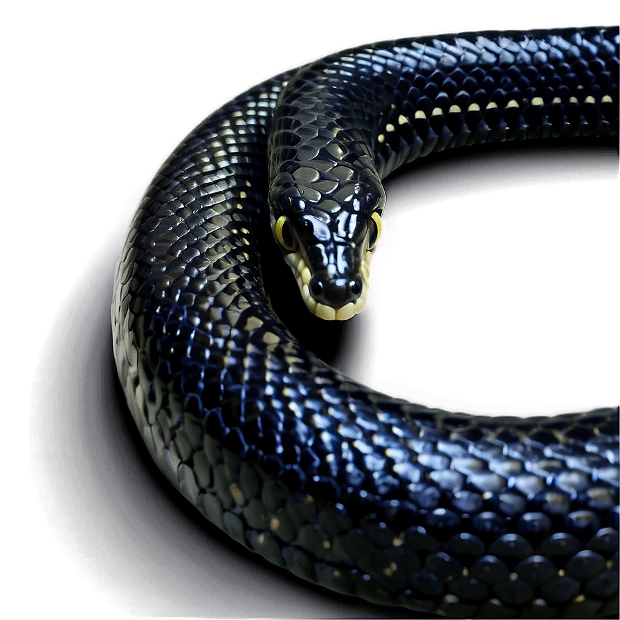 Black King Snake Png 25 PNG image