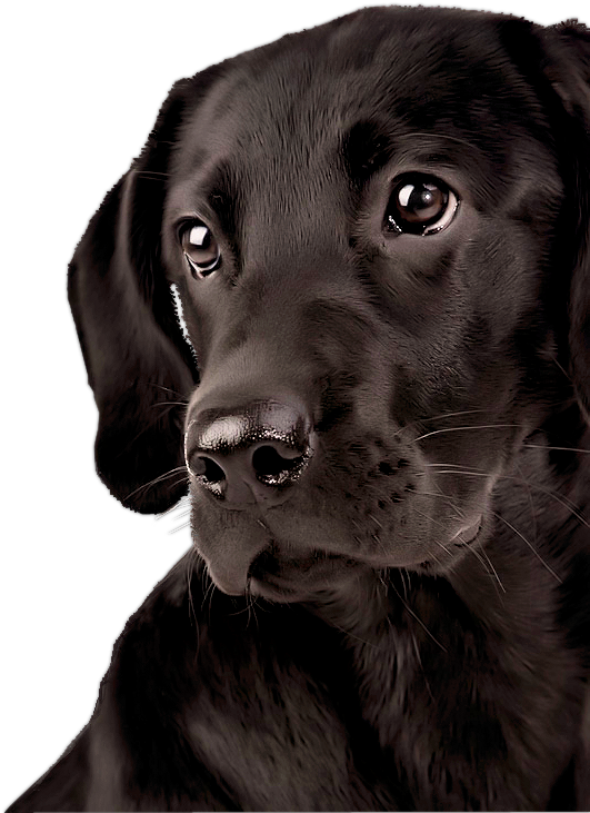 Black Labrador Puppy Portrait PNG image