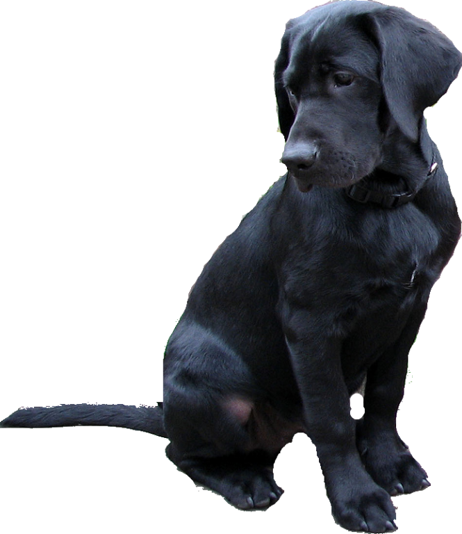 Black Labrador Puppy Sitting PNG image