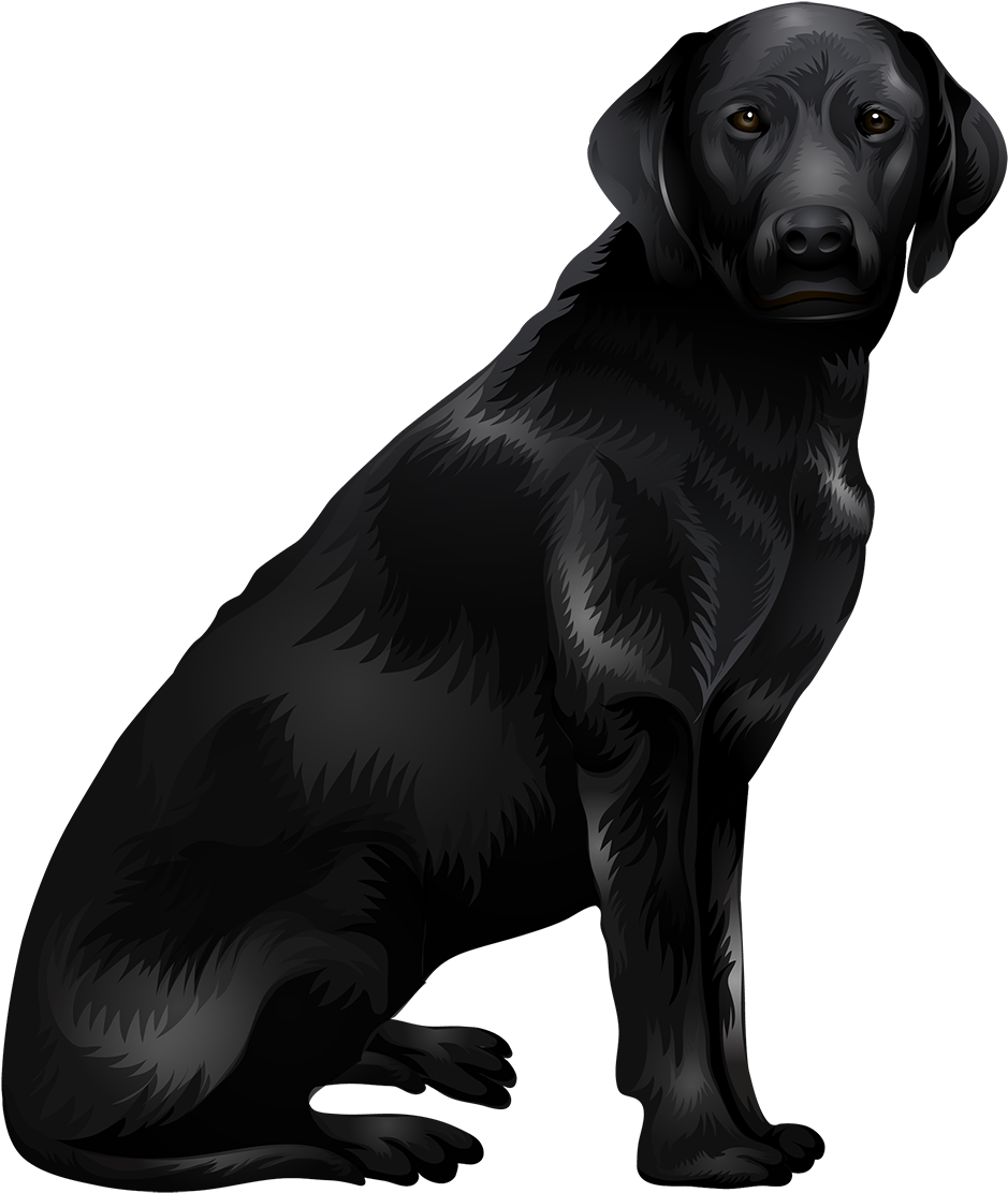 Black Labrador Retriever Vector PNG image