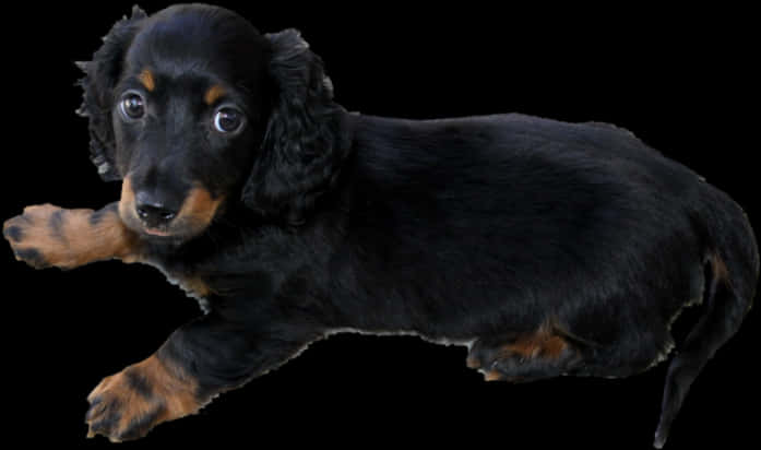 Black Long Haired Puppy PNG image