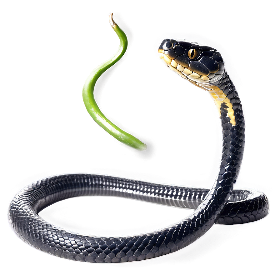 Black Mamba Snake Png 50 PNG image