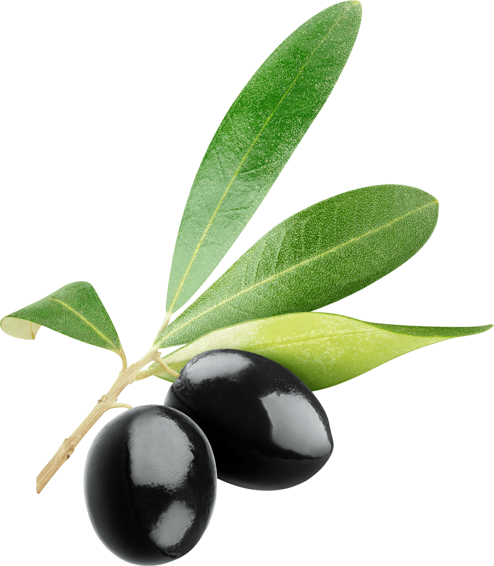 Black Oliveswith Leaves.png PNG image