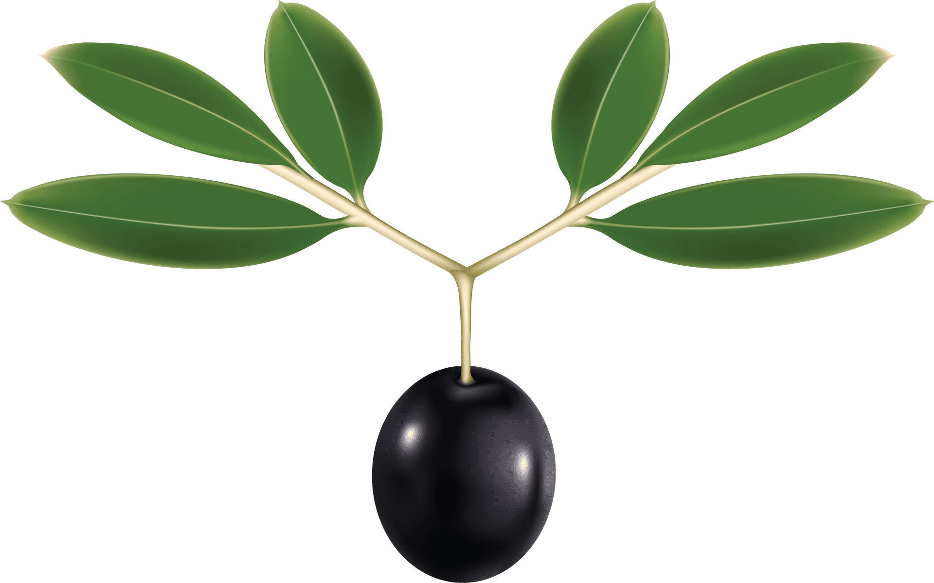 Black Olivewith Leaves Graphic PNG image