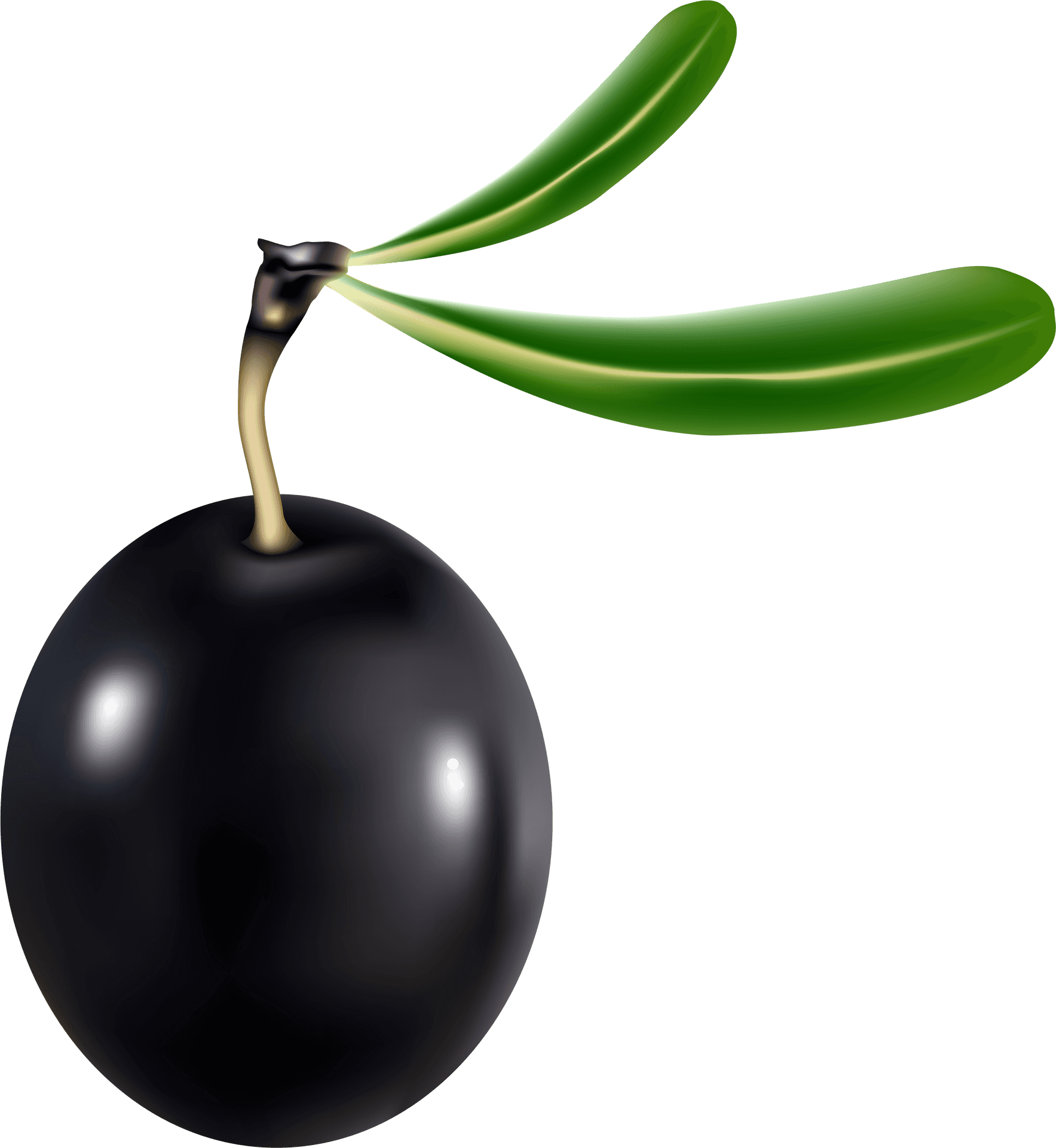Black Olivewith Leaves Graphic PNG image