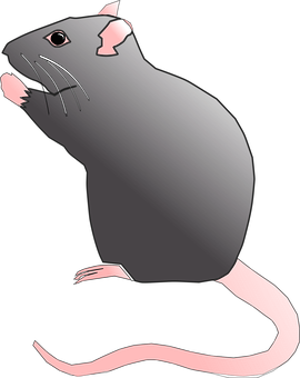 Black Rat Illustration PNG image