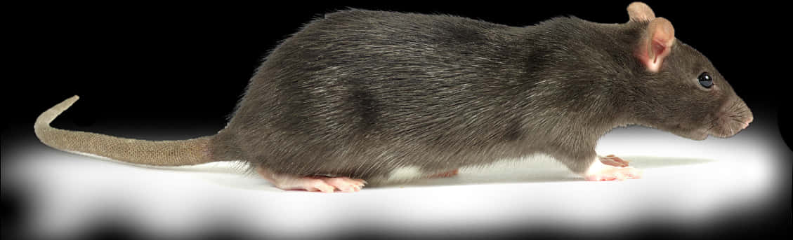Black Rat Profile PNG image