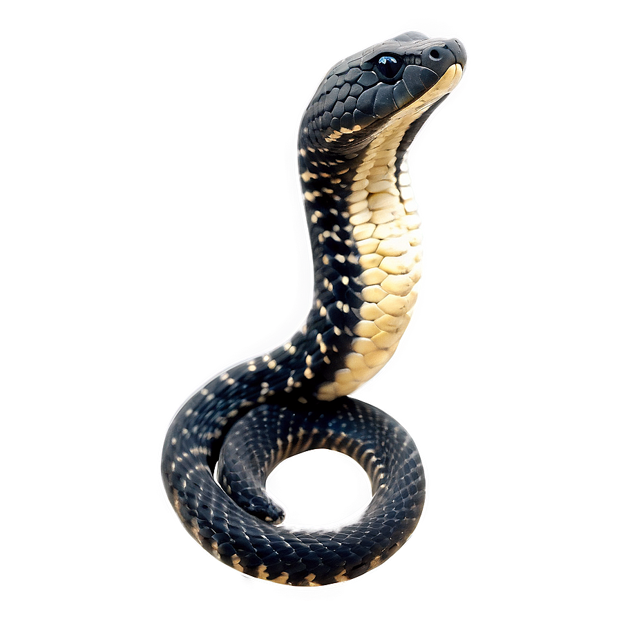 Black Rattlesnake Image Png 06132024 PNG image