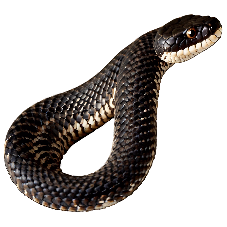 Black Rattlesnake Image Png Dyk PNG image