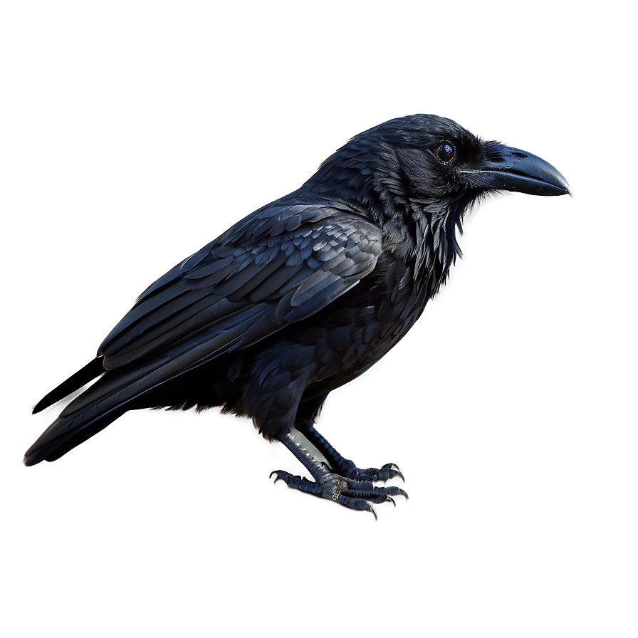 Black Raven Bird Png 30 PNG image