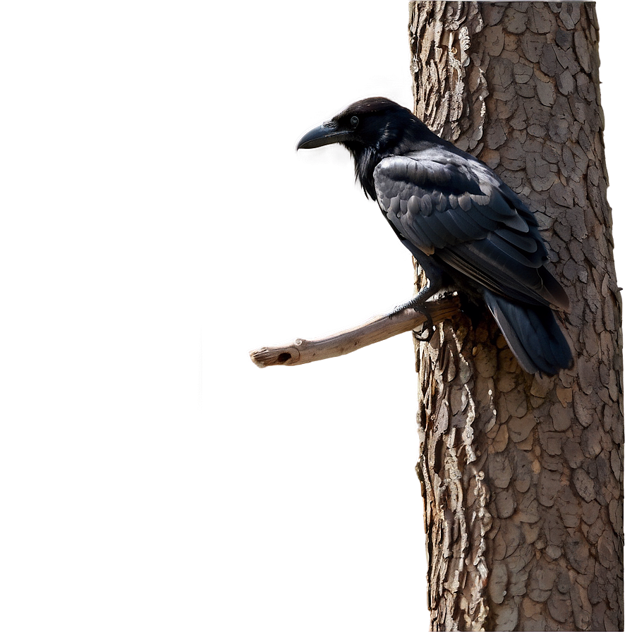 Black Raven On Branch Png Ilu PNG image