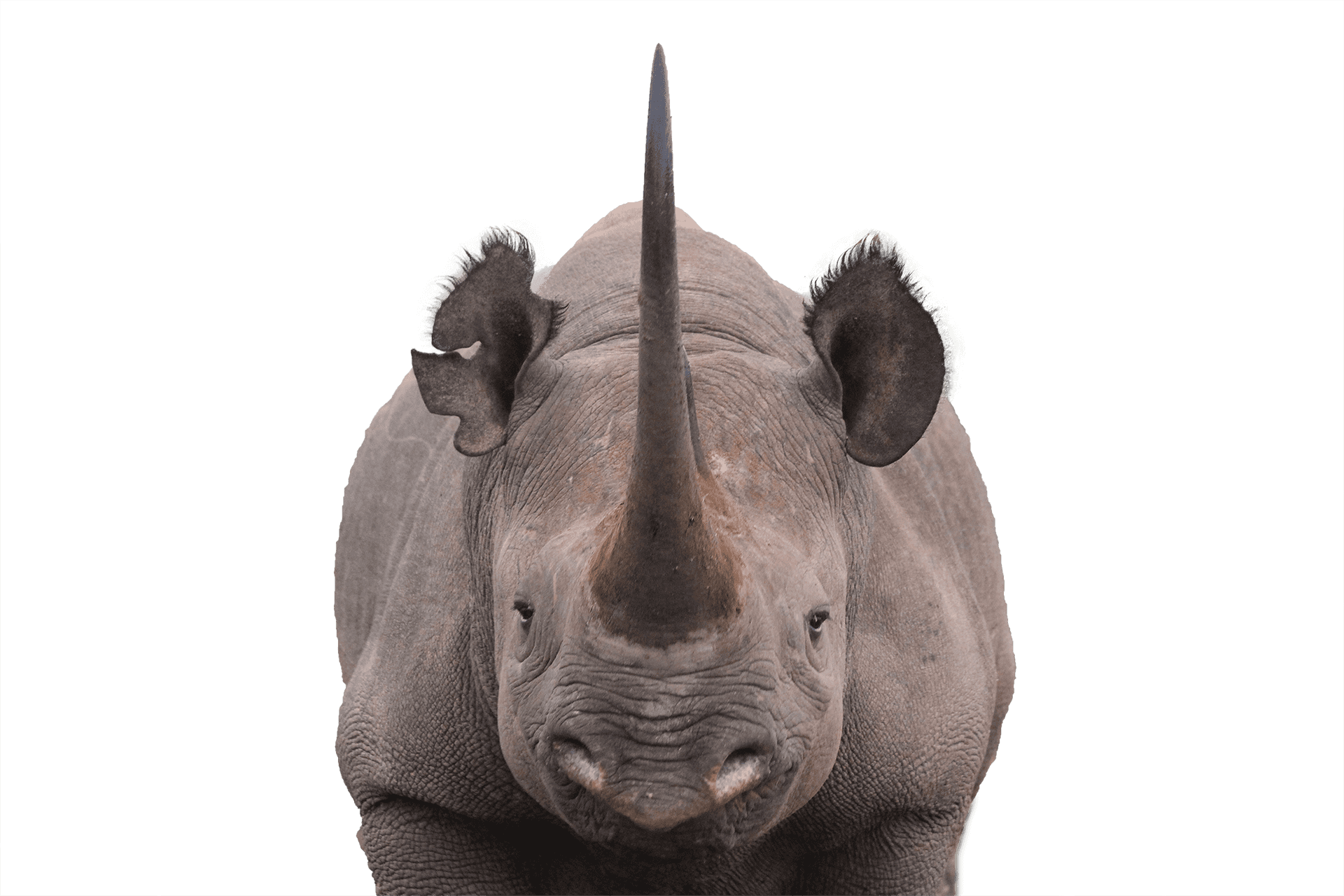 Black Rhino Portrait Namibia PNG image