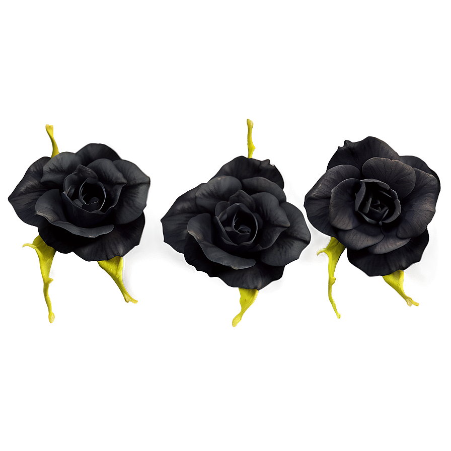 Black Rose Petals Png 05252024 PNG image