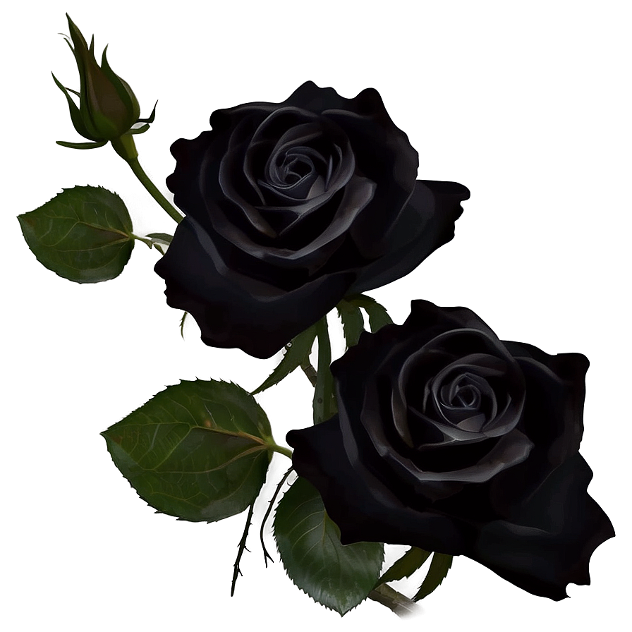 Black Roses Under Moonlight Png 06212024 PNG image