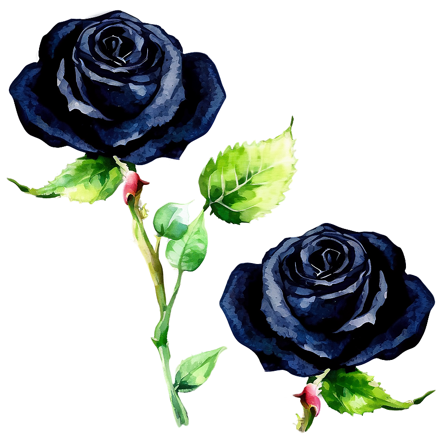 Black Roses Watercolor Png 06212024 PNG image