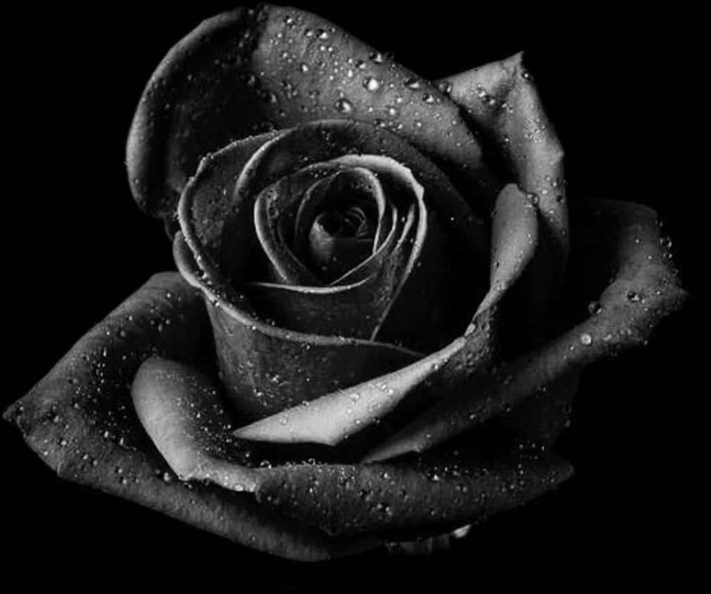 Black Rosewith Dew Drops.jpg PNG image