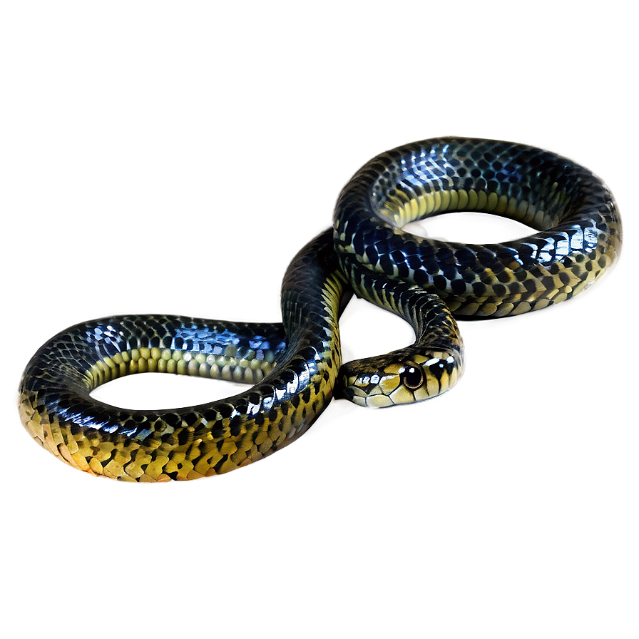 Black Sea Snake Png 06132024 PNG image