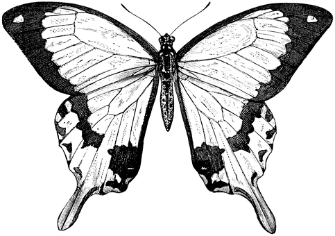 Black Silhouette Butterfly PNG image