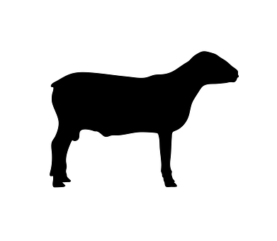 Black Silhouetteof Sheep PNG image