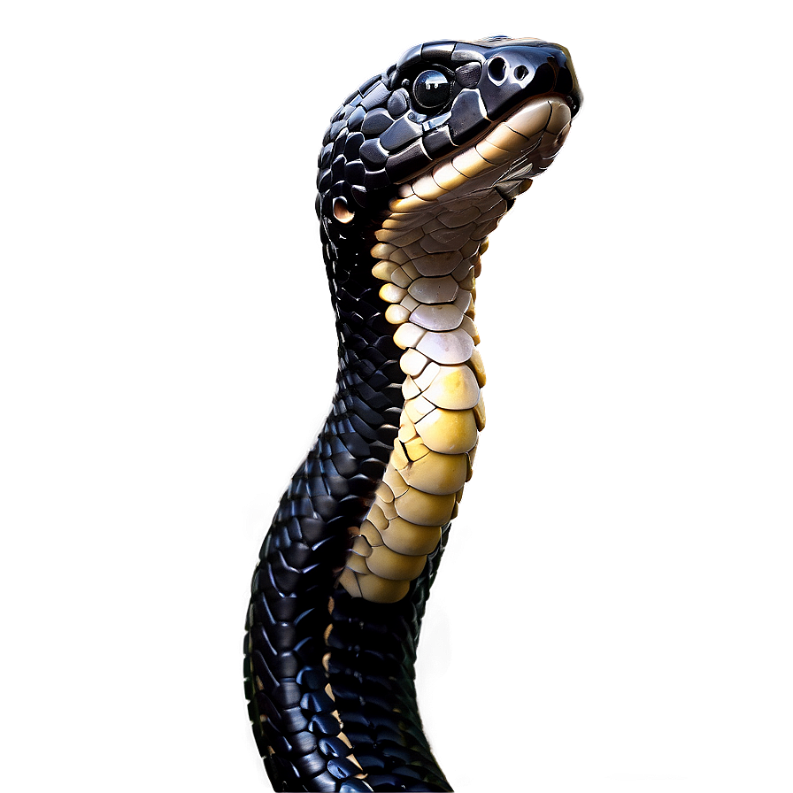 Black Snake Head Profile Png Svn57 PNG image