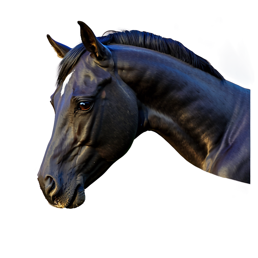 Black Stallion Horse Png Gbk PNG image