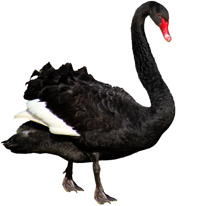 Black Swan Isolated Background.png PNG image