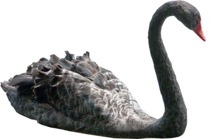 Black Swan Profile PNG image