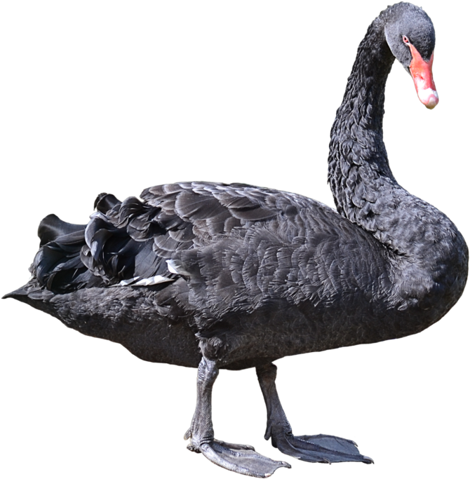 Black Swan Standing Profile PNG image
