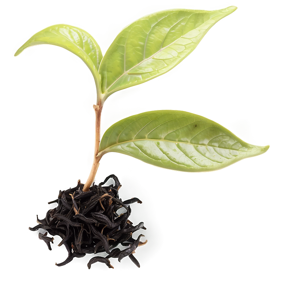 Black Tea Leaf Png Xow PNG image