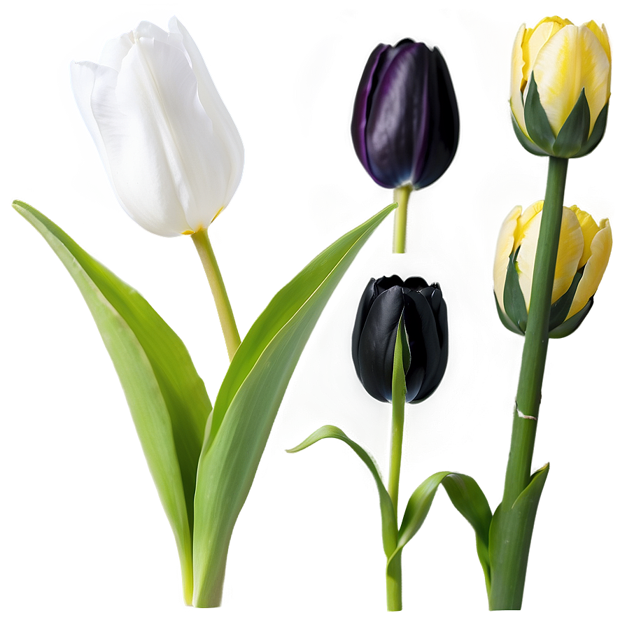 Black Tulip Png 72 PNG image