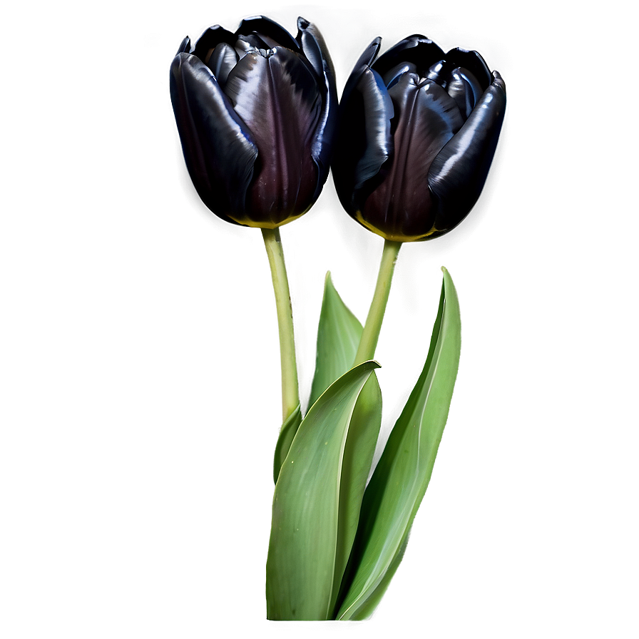 Black Tulip Png Nax PNG image