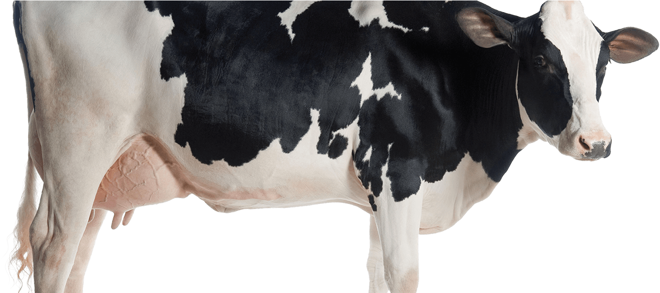 Black White Dairy Cow Side View PNG image