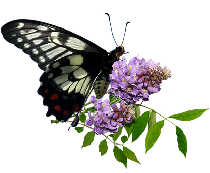 Blackand White Butterflyon Purple Flowers.jpg PNG image