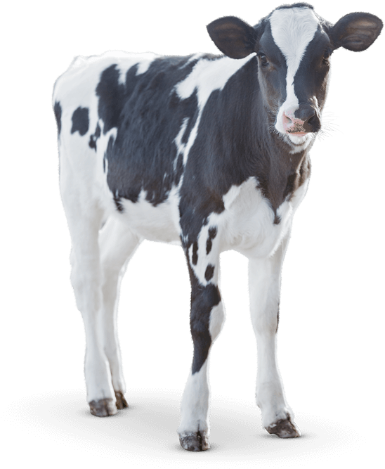 Blackand White Calf Standing PNG image