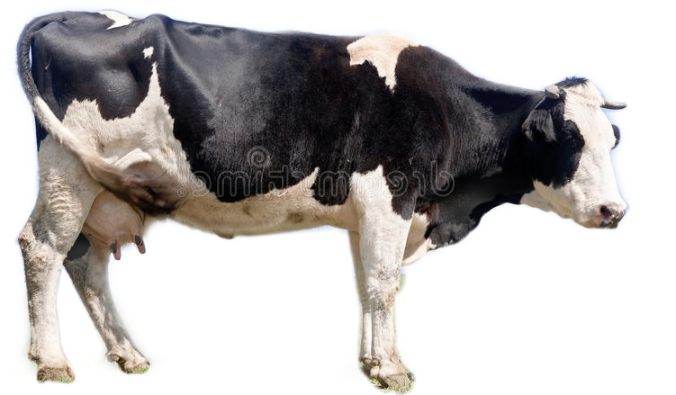 Blackand White Dairy Cow PNG image