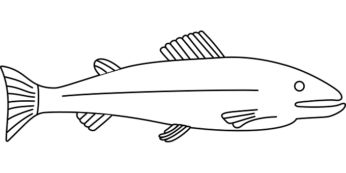 Blackand White Fish Illustration PNG image