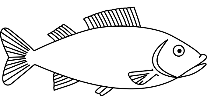 Blackand White Fish Illustration PNG image