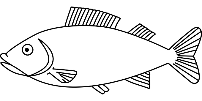 Blackand White Fish Illustration.jpg PNG image