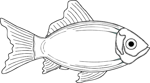 Blackand White Fish Illustration PNG image