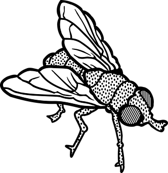 Blackand White Fly Illustration PNG image