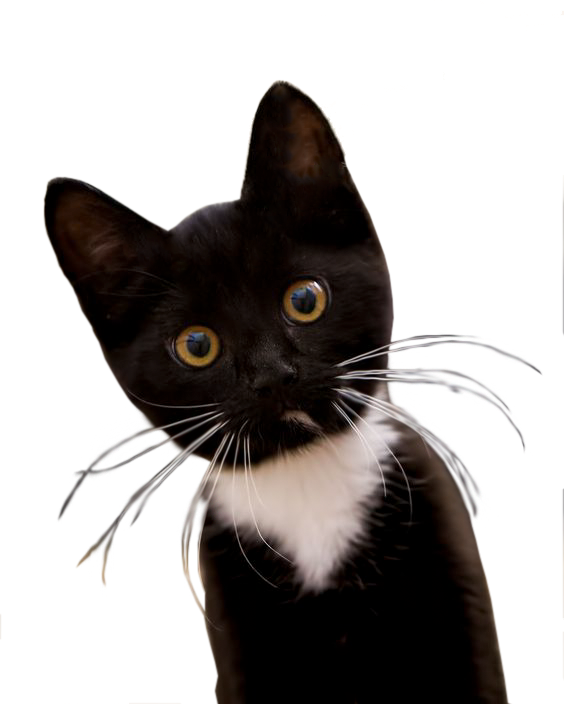 Blackand White Kitten Curious Gaze PNG image