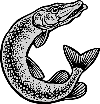 Blackand White Pike Fish Illustration PNG image