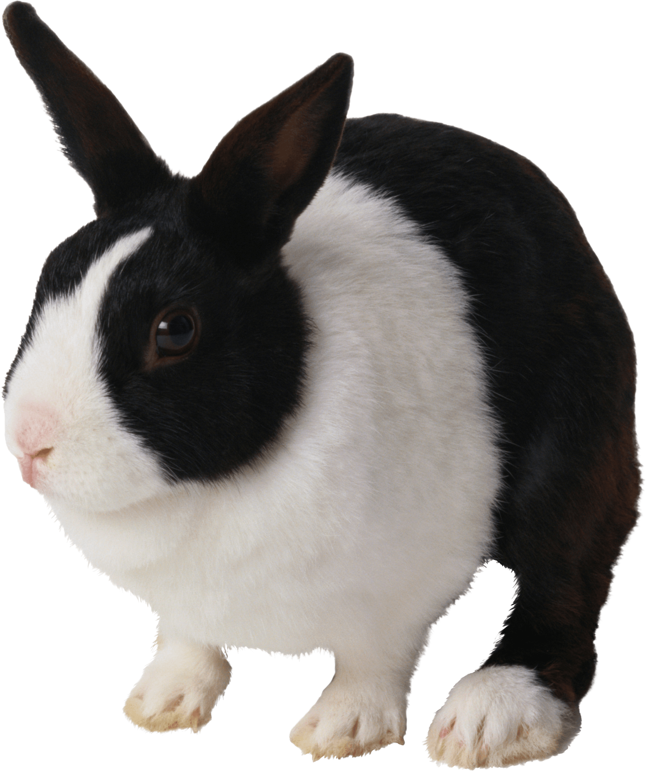 Blackand White Rabbit PNG image