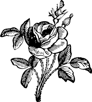 Blackand White Rose Illustration PNG image