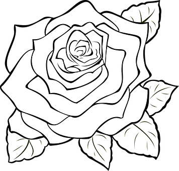 Blackand White Rose Line Art PNG image
