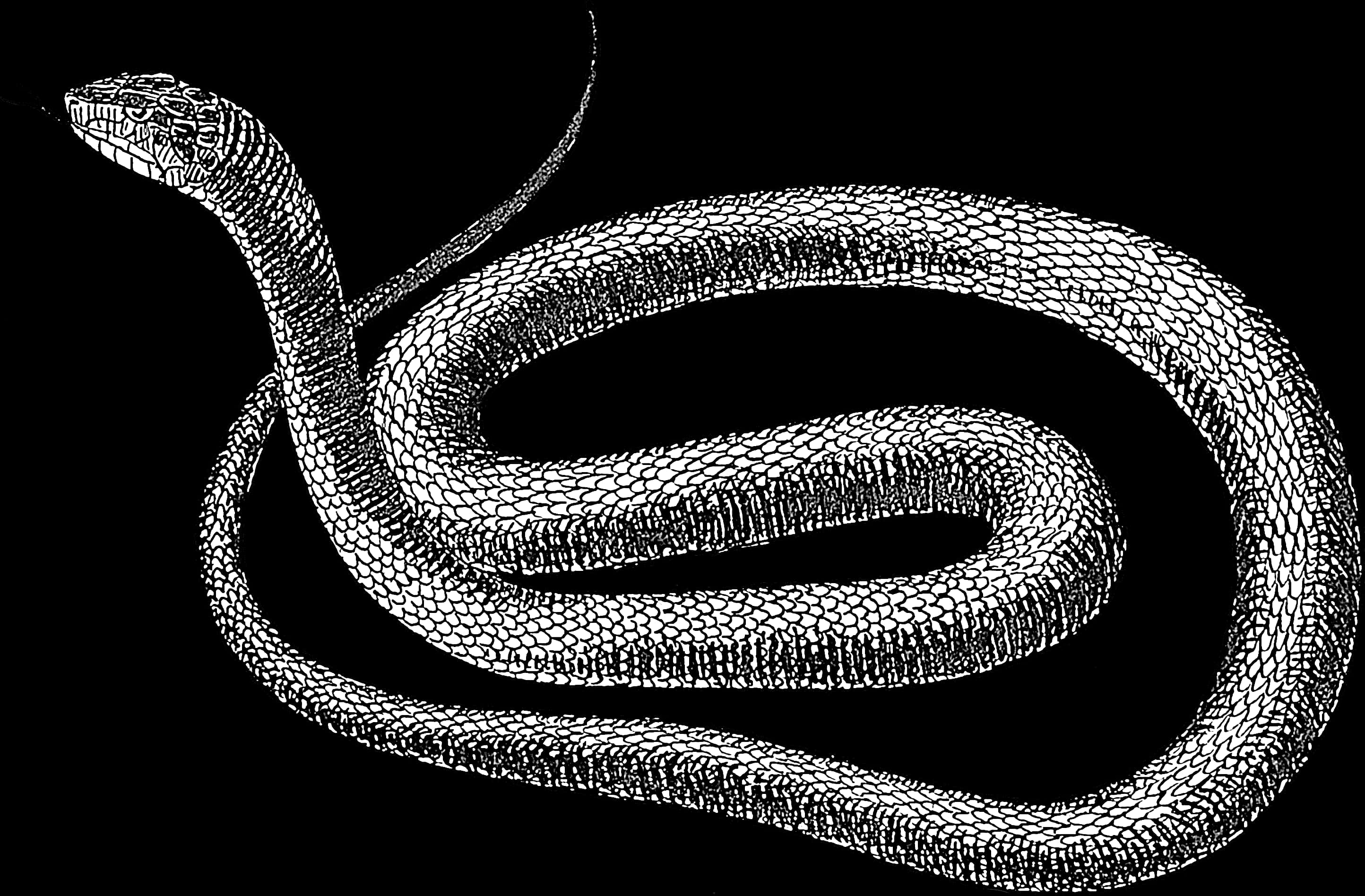 Blackand White Snake Illustration PNG image
